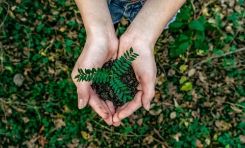 hand holding plant