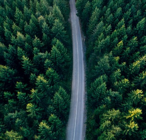 sky view of trees ad winding road