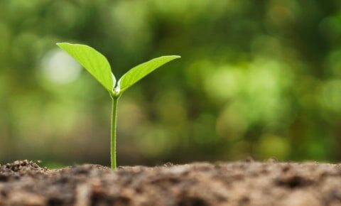 plant sprouting