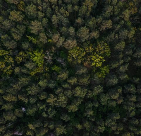 sky view of the tops of trees